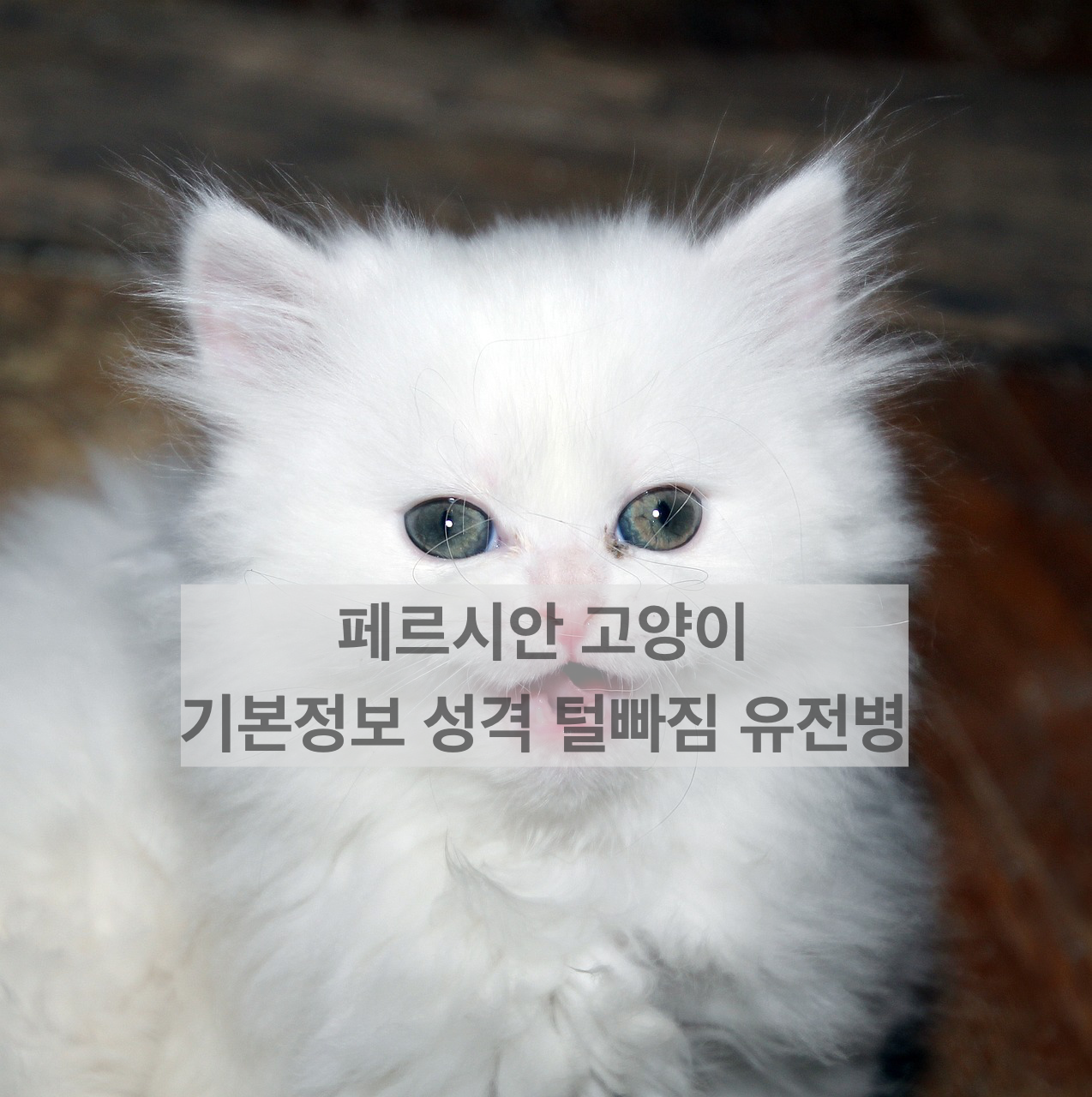  페르시안 고양이 _ 기본정보 성격 털빠짐 종류 유전병