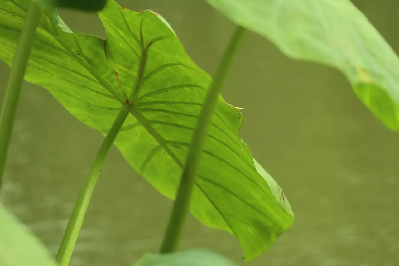 토란대 삶기? 반찬으로 딱 좋은 토란대, 이렇게 삶는게 제일 좋아요