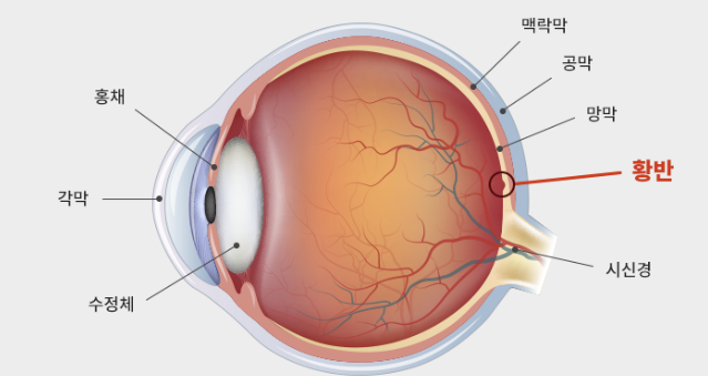 눈건강영양제루테인지아잔틴