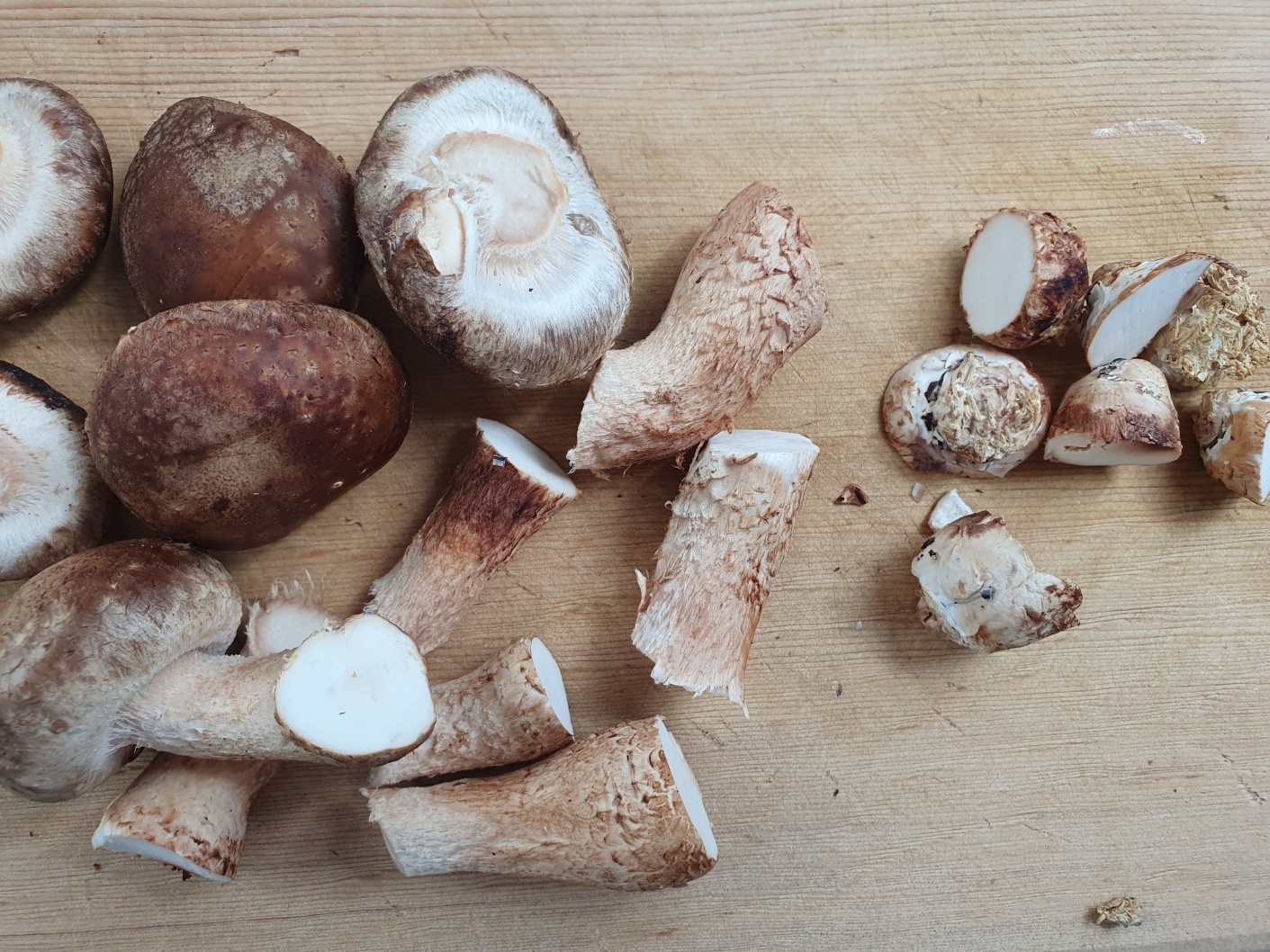 송화버섯 효능 송화버섯 보관방법 관리방법