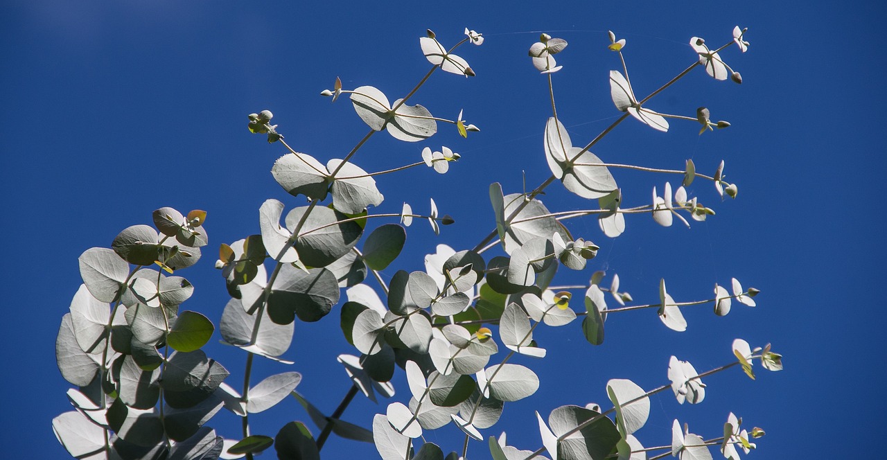  다양한 활용도를 자랑하는 코알라의 주식, 유칼립투스(eucalyptus)