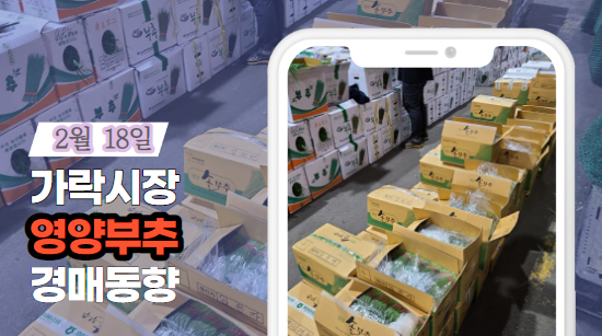  [경매사 일일보고] 2월 18일자 가락시장 영양부추 경매동향을 살펴보겠습니다!
