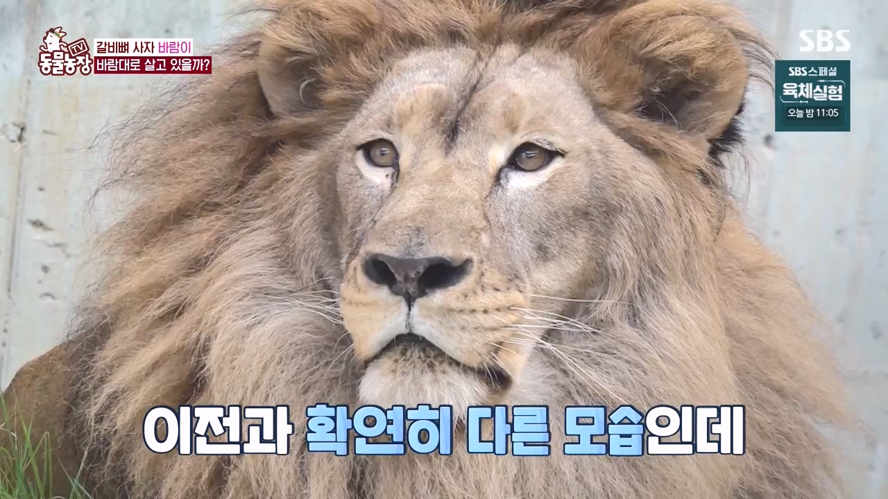 TV 동물농장.E1140.231009p-NEXT.mp4_20231008_174826.358.jpg