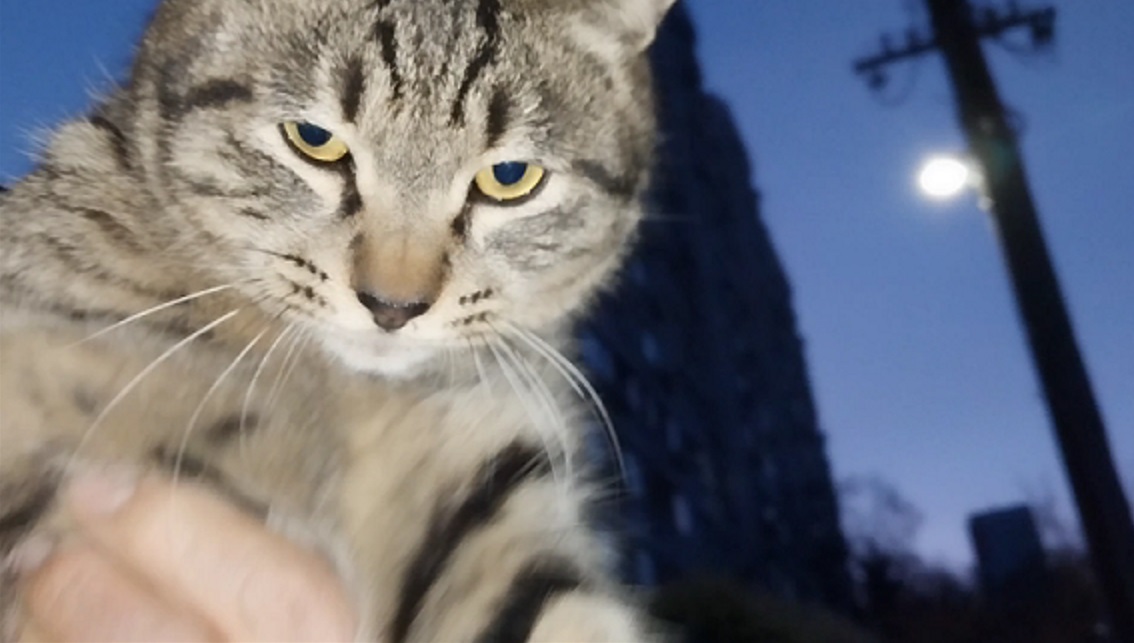 Feline Activities 27