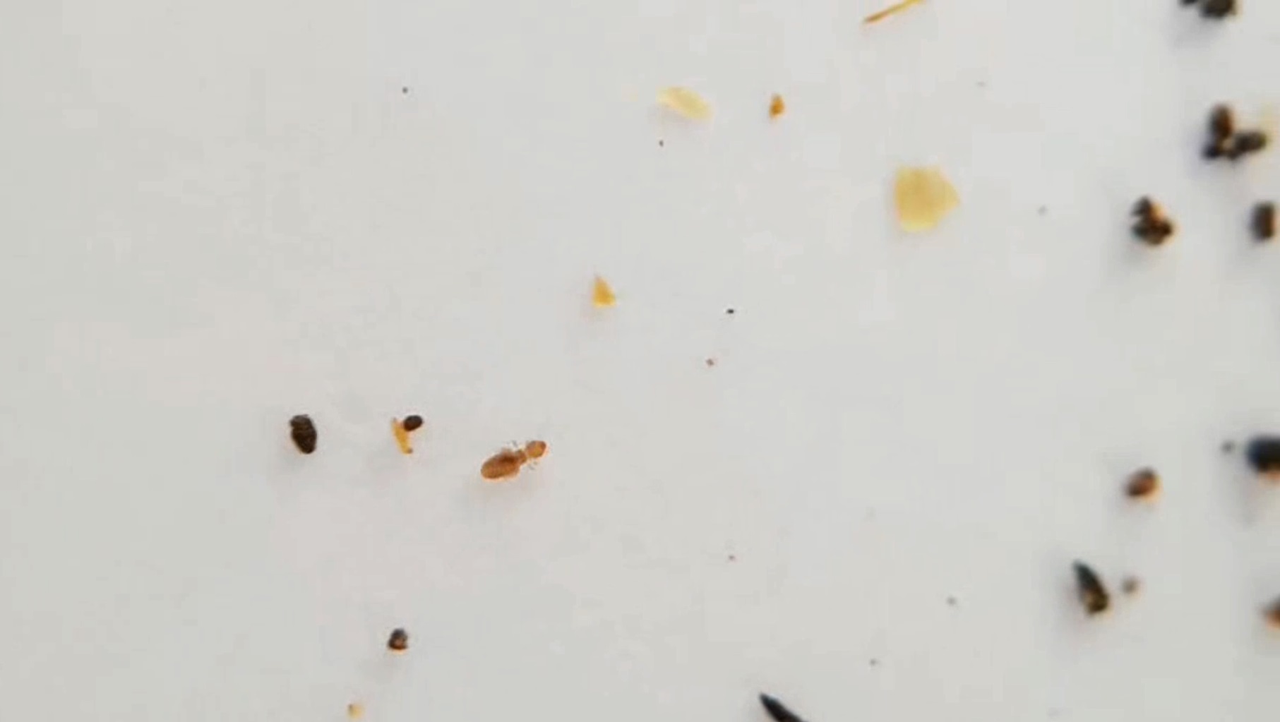 먼지다듬이 퇴치 :책벌레 먼지벌레 방분탄