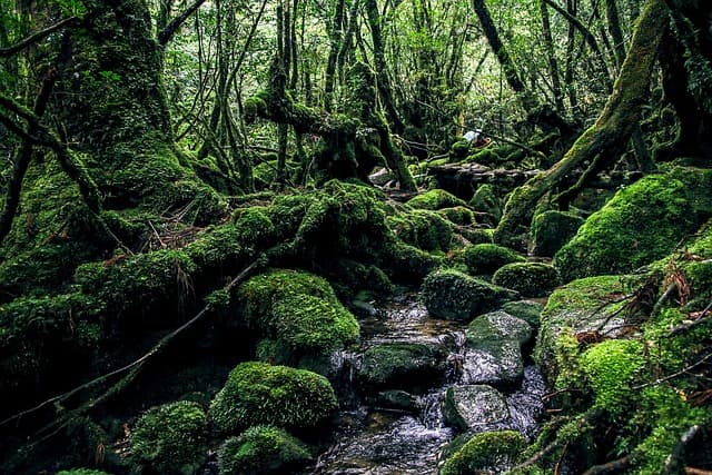 70. 세계의 숨겨진 자연의 보물: 비밀의 숲과 작은 마을들