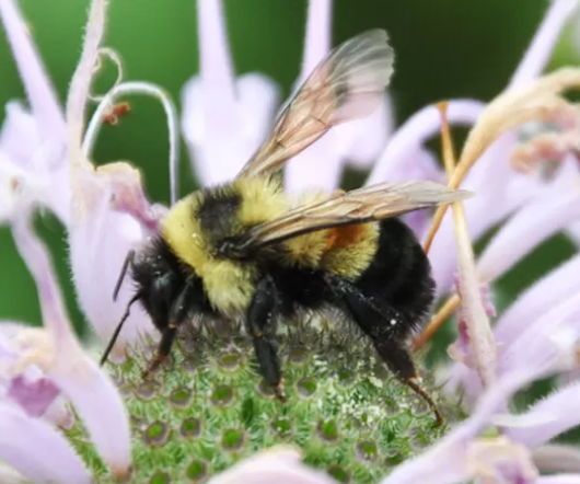 Unlocking the Secrets of Southeast Bumble Bees A Citizen-Led Conservation Effort