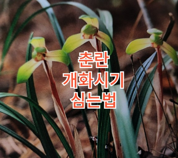 춘란