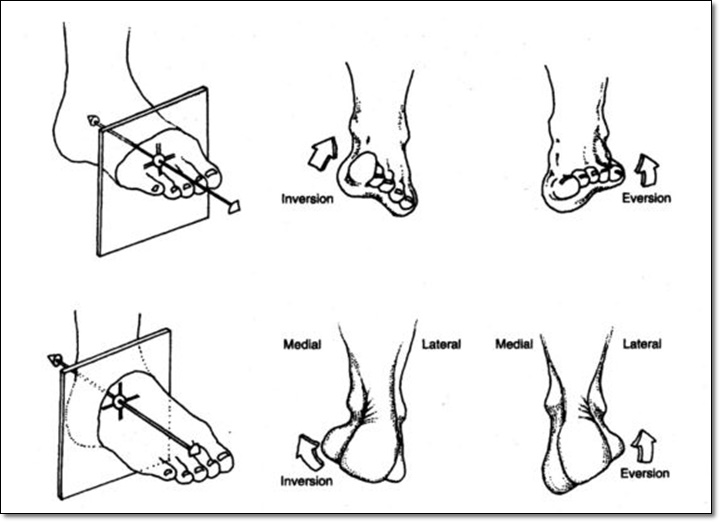 발의 관상면에서 일어나는 발의 움직임을 나타낸 그림