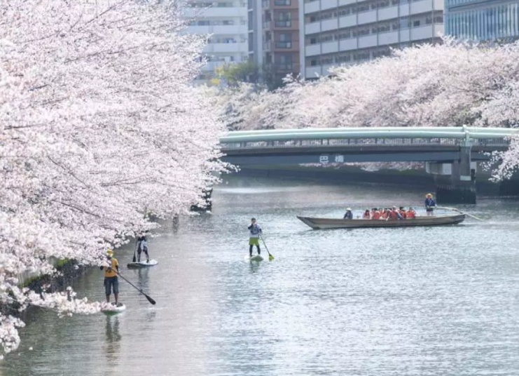 일본 벚꽃 여행 방법 23년 개화 시기 벚꽃 투어 할인 쿠폰