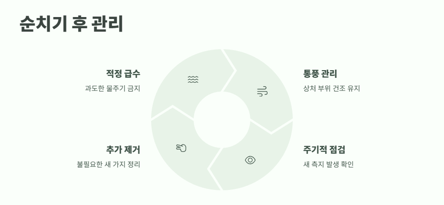 수박 순치기 방법 꿀팁 8