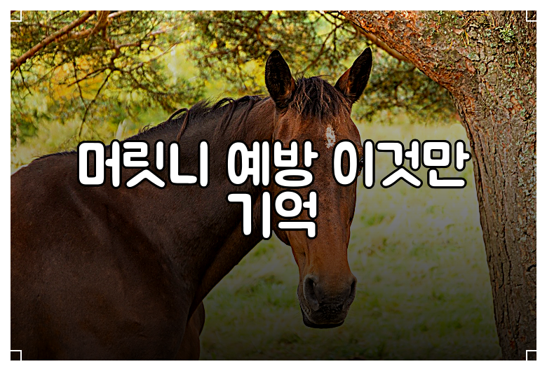 머릿니 예방 이것만 기억
