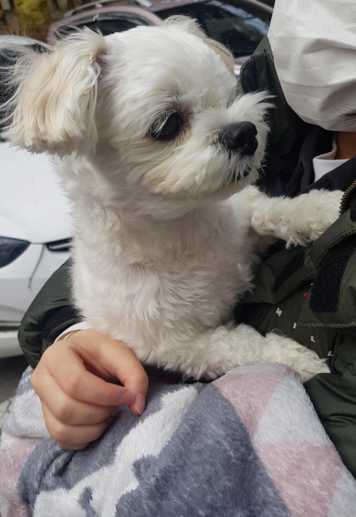 대전 동물병원추천, 비숑프리제 수컷 중성화수술 회복 과정, 배변 못하는 강아지