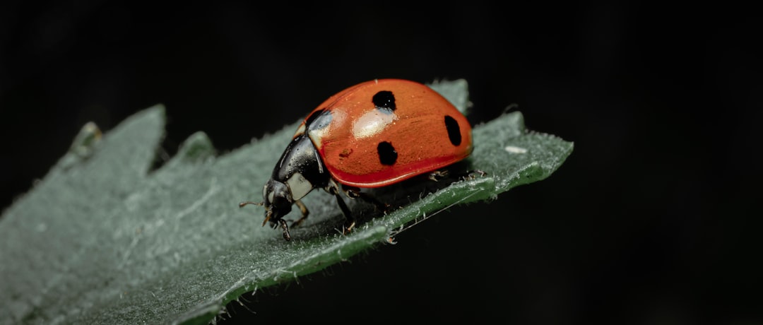 Ladybug