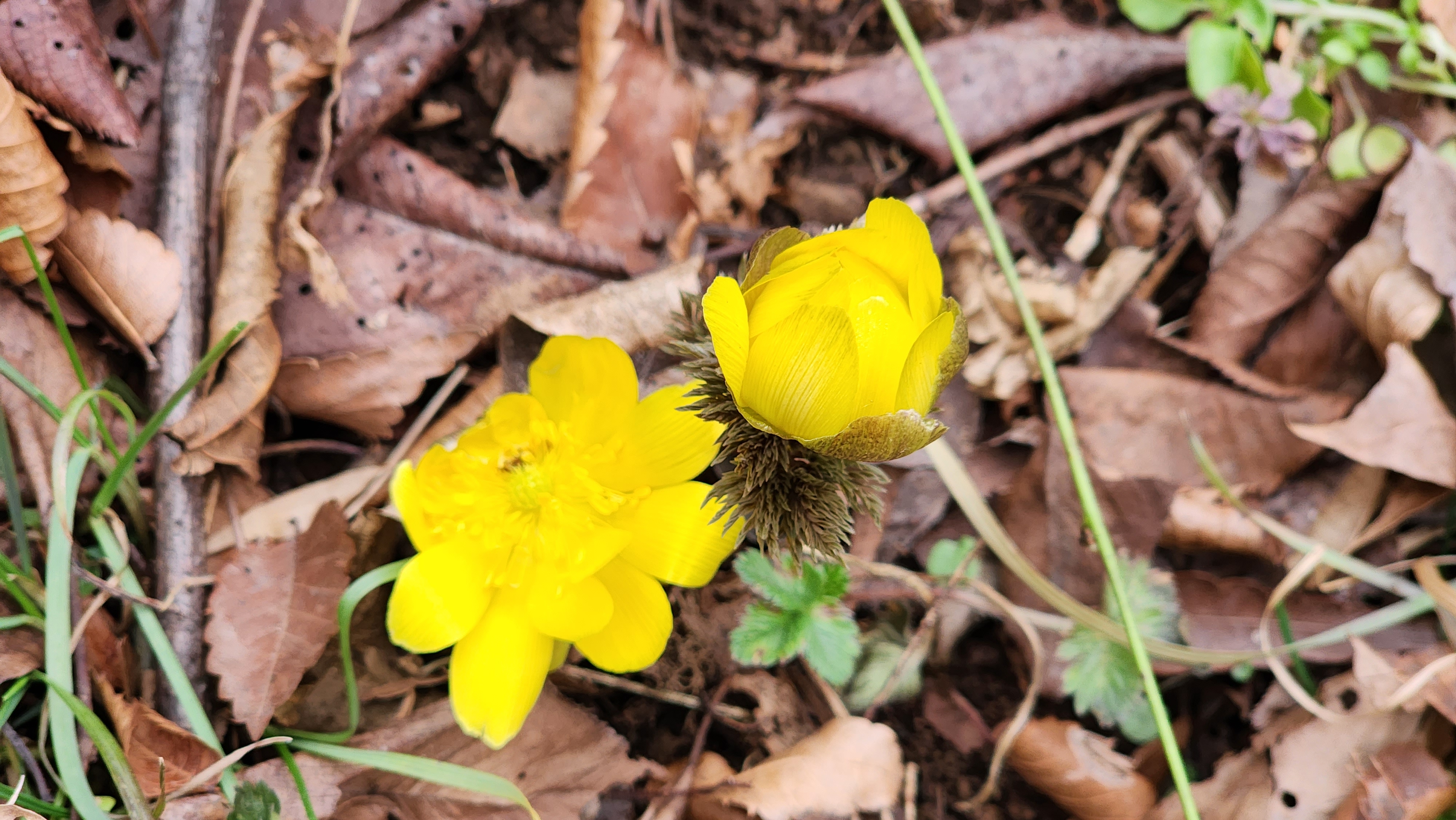 불명산(佛明山) 복수초(福壽草)