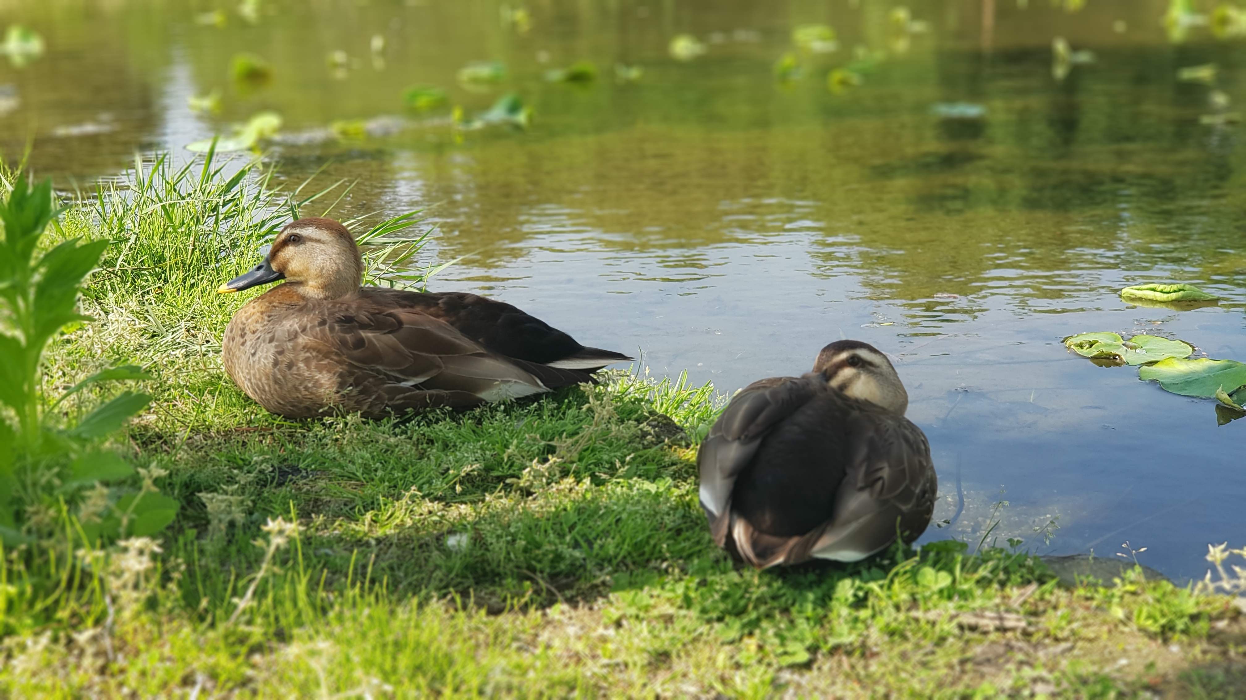 흰뺨검둥오리_spot-billed duck