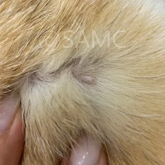 강아지 쥐젖 사마귀 지방종 증상 치료법_10