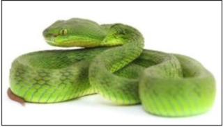 헤엄치는 녹색뱀