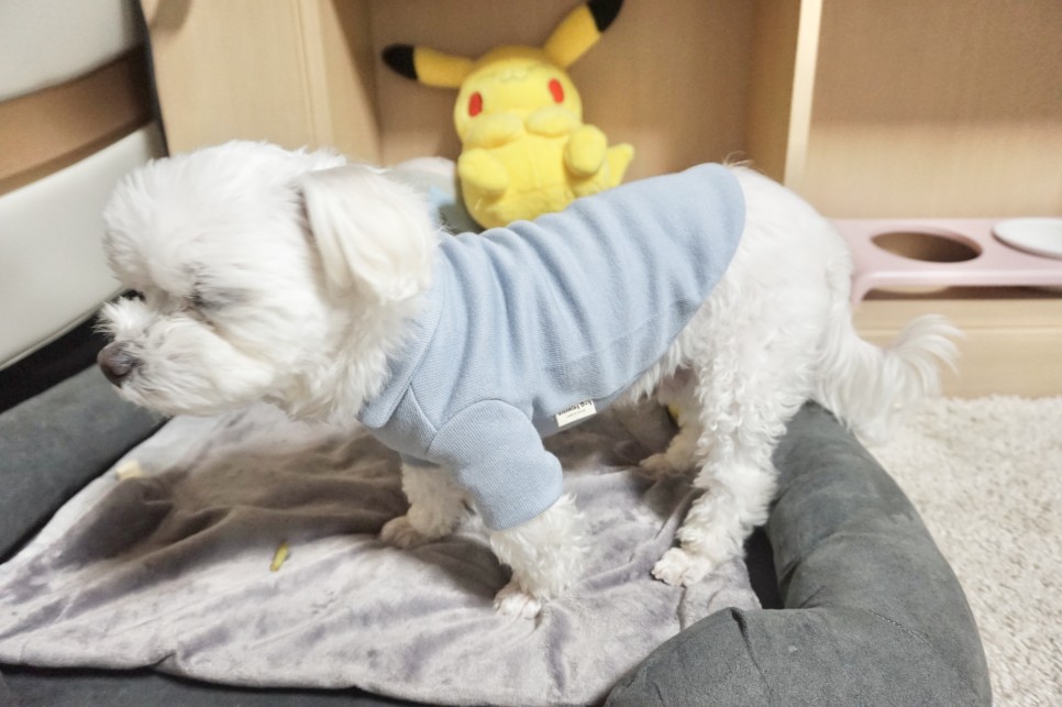 옷 쇼핑몰 강아지옷 쇼핑몰예쁜 32