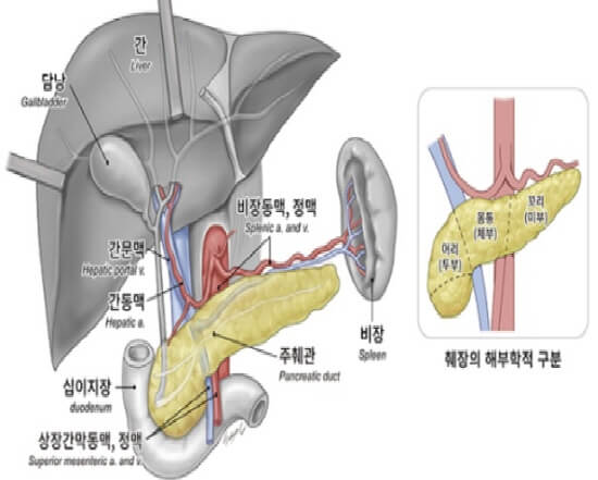 췌장-위치