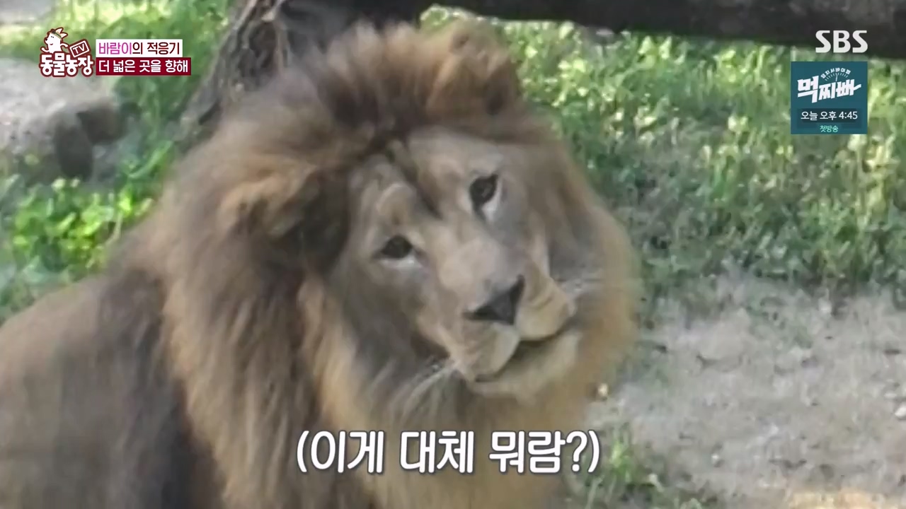 TV 동물농장.E1140.231009p-NEXT.mp4_20231008_174829.883.jpg