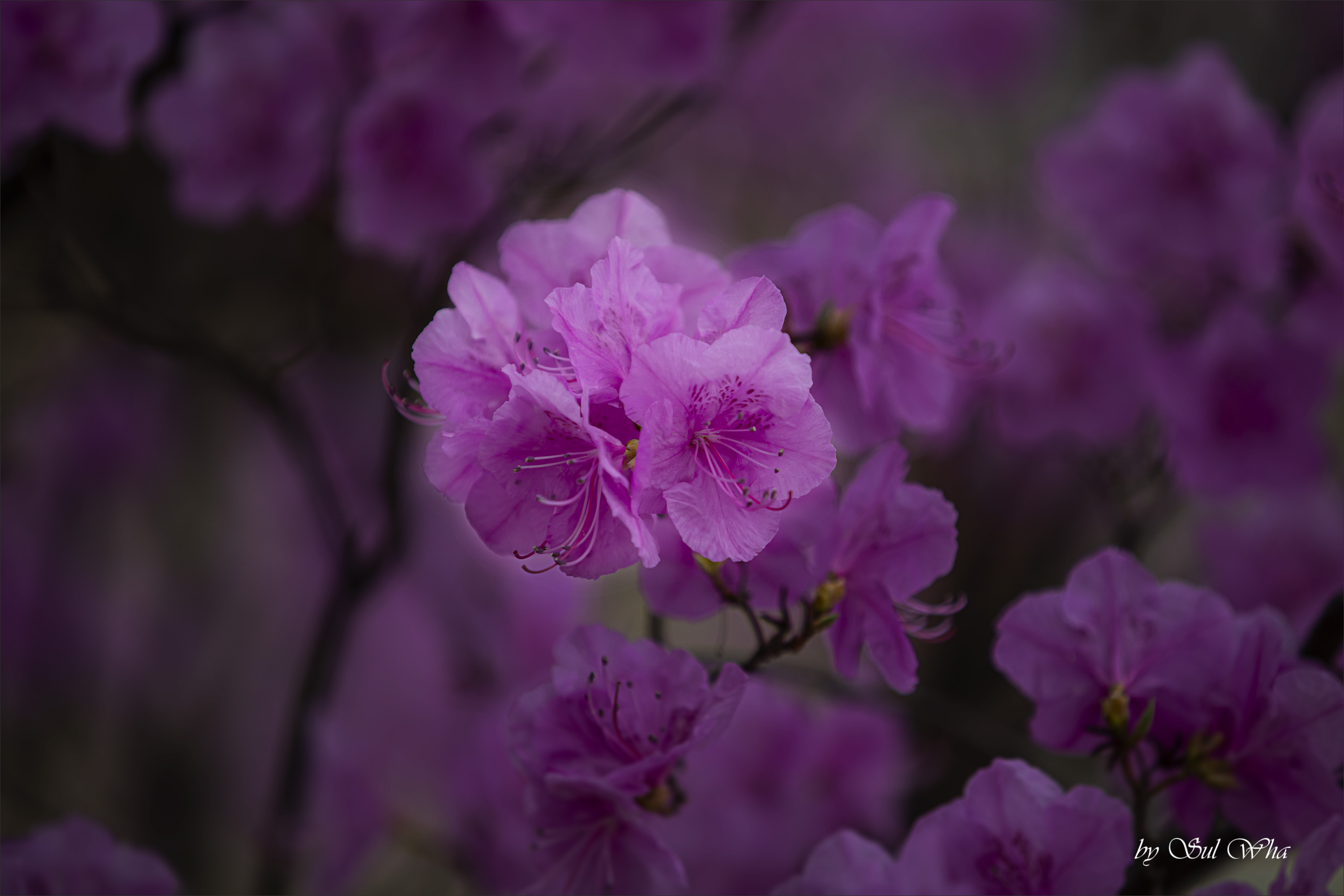 (창덕궁 만첩홍매화) ​​2023년 3월 28일 See More 10