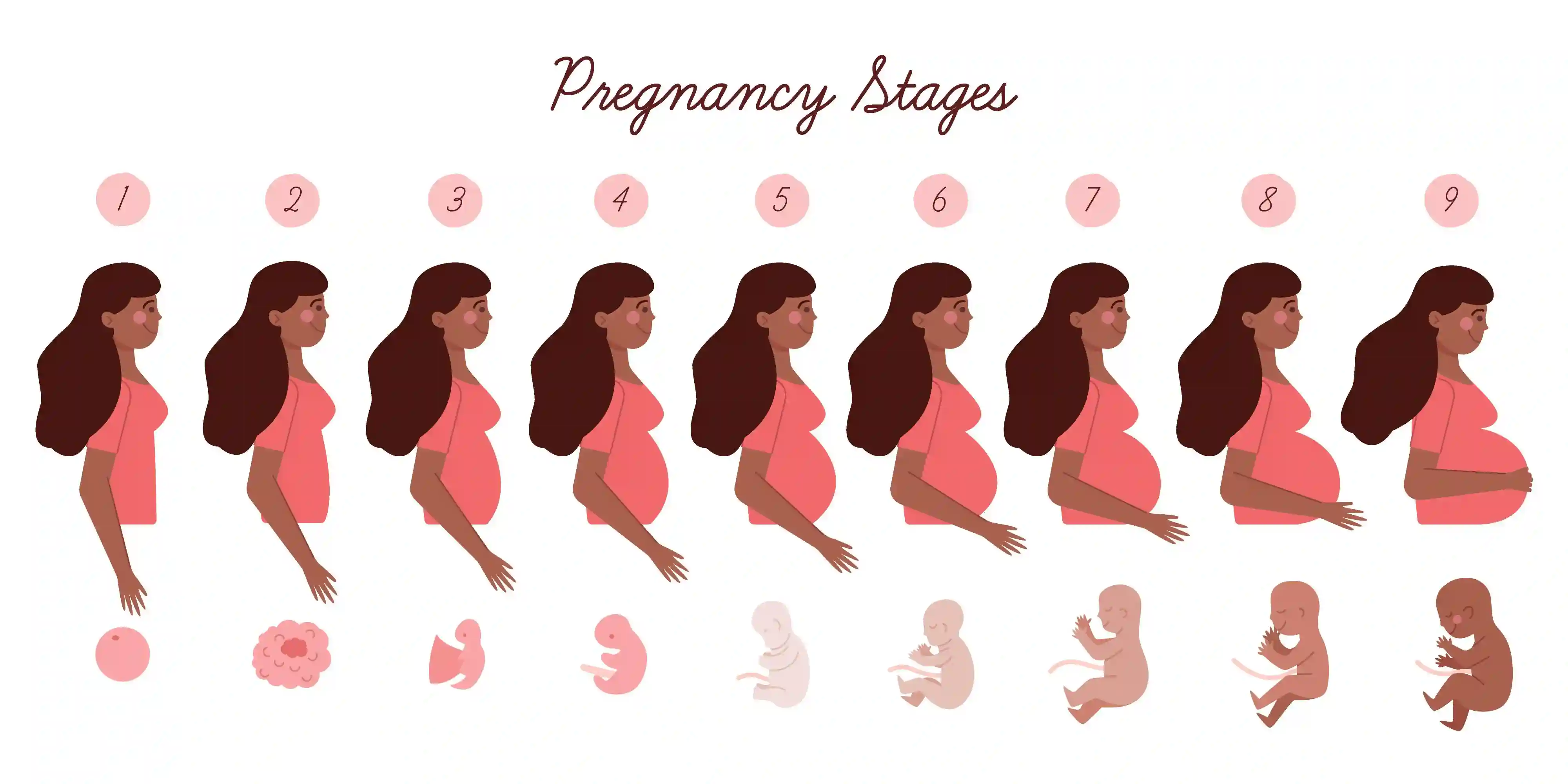임신 초기부터 후기까지 단계