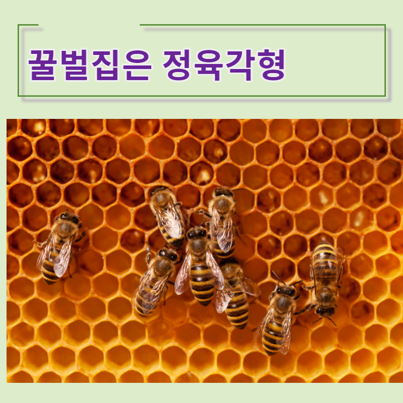 꿀벌집은 정육각형