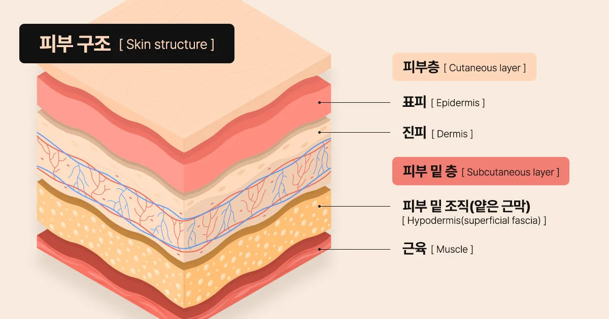 피부 구조와 기능 표피 진피 피하조직 위치 역할_8