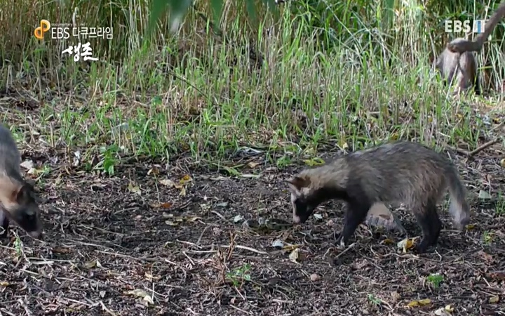 EBS 다큐프라임_ 220628.avi_20220629_205620.755.jpg