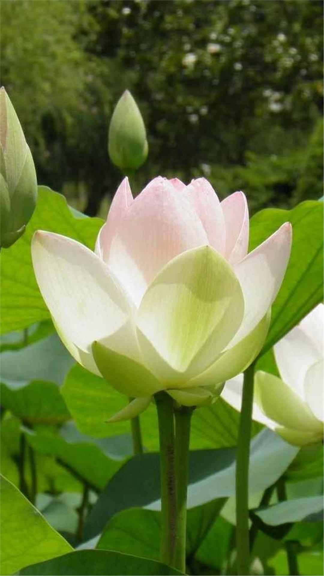 Lotus Flower iPhone Wallpaper