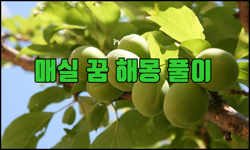  매실 꿈 해몽 풀이 (메실 먹는, 보는 등등)