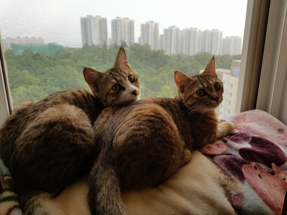  고양이 구내염 증상 및 원인 그리고 치료는 어떻게?