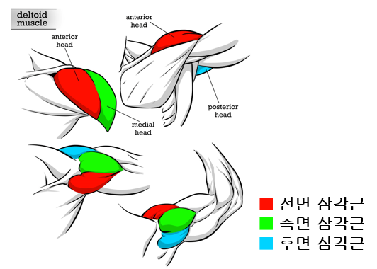  어깨 운동 루틴! 단 세 종목으로 전면, 측면, 후면 삼각근 키우기