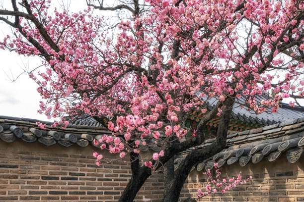 2024 광양 매화 축제 기간/ 개화현황 입장료 주차창 