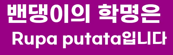 밴댕이의 학명은 Rupa putata입니다