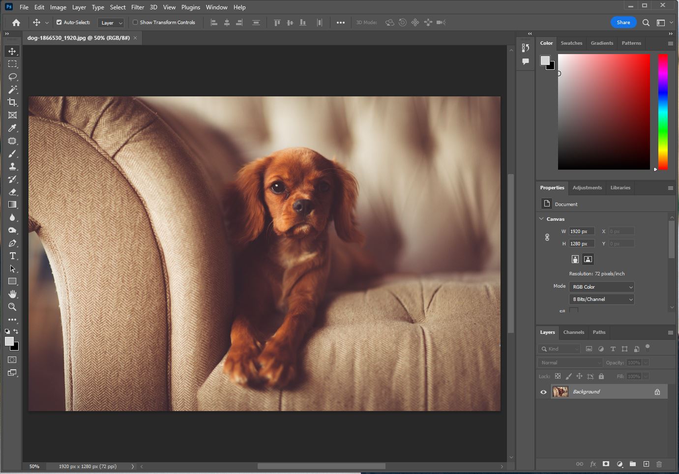 소파에 앉아있는 강아진 사진