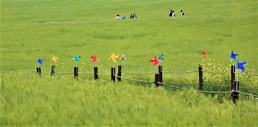 청보리축제_2023 고창청보리밭축제 11