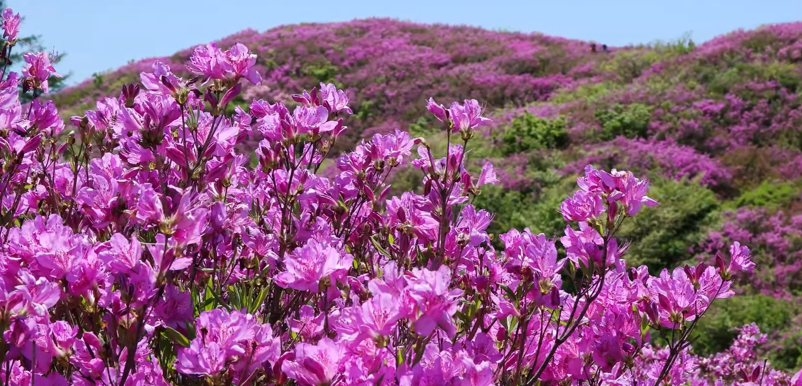 2023 지리산 바래봉 철쭉 군락지 여행 (지리산 운봉 바래봉 철쭉 축제)