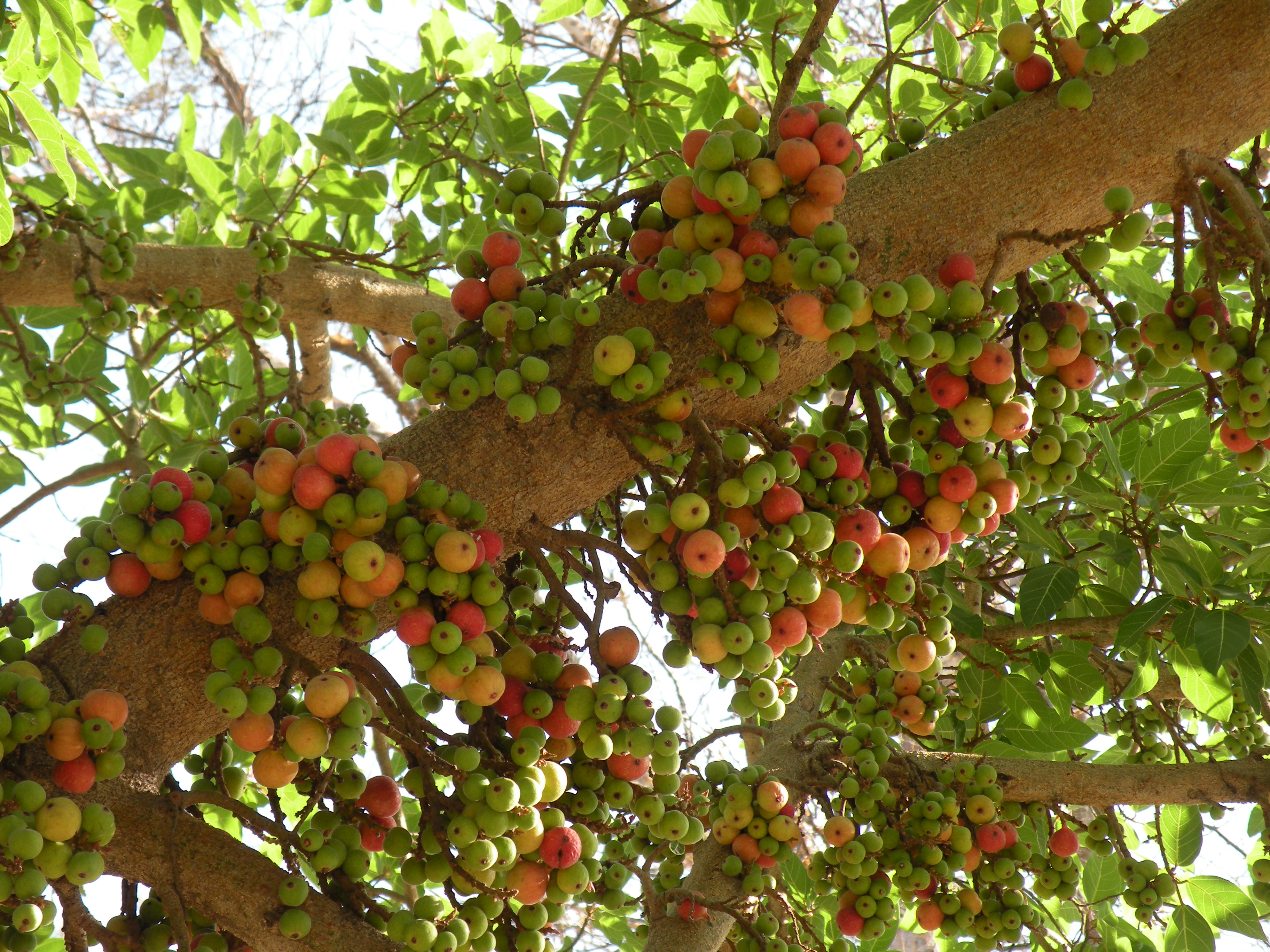 피쿠스글로메라타 Ficus glomerata