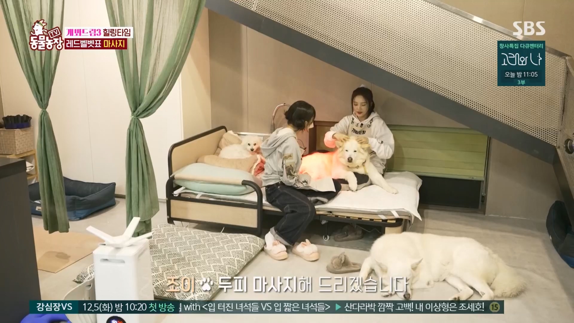 TV 동물농장.E1148.231203p.H264-F1RST.mp4_20231203_165840.316.jpg