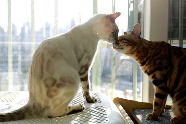 서로 코를 맞대로 있는 스노우 뱅갈과 갈색뱅갈고양이 사진