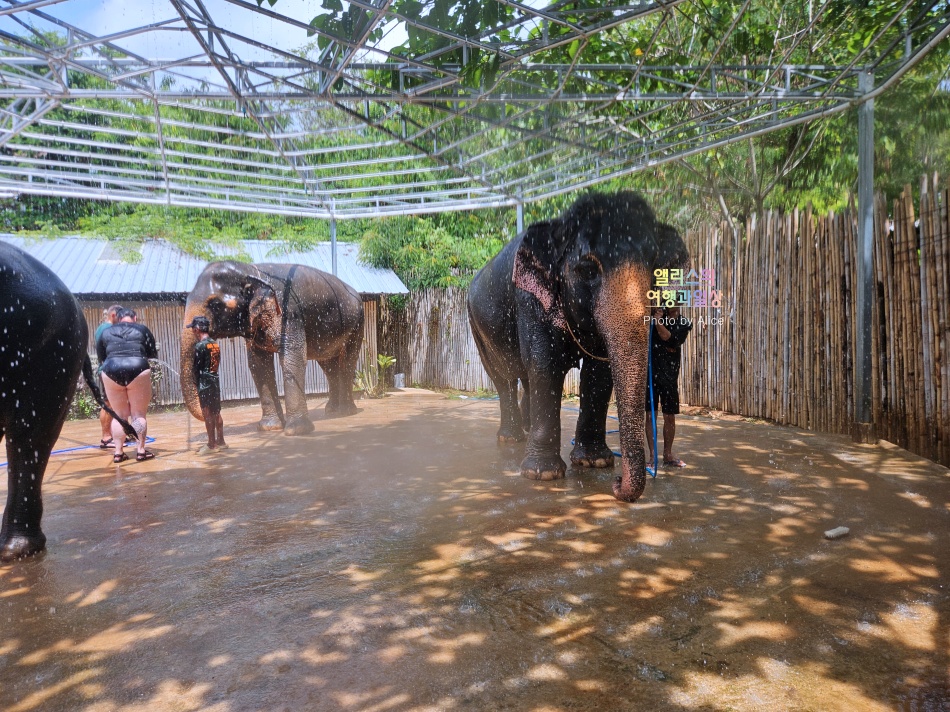 푸켓 가볼만한곳, 엘리펀트 정글 생츄어리 코끼리 샤워시키기 밥주기 후기