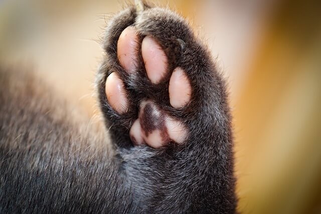 고양이 발톱 깎기