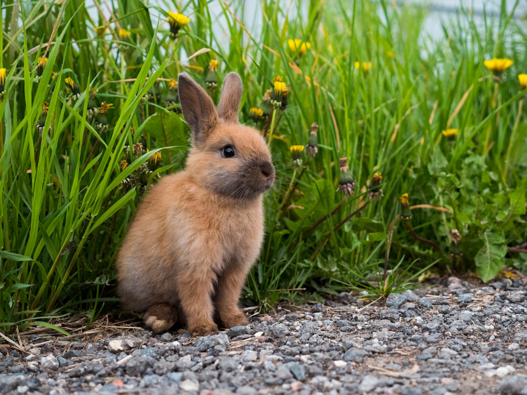 Rabbit