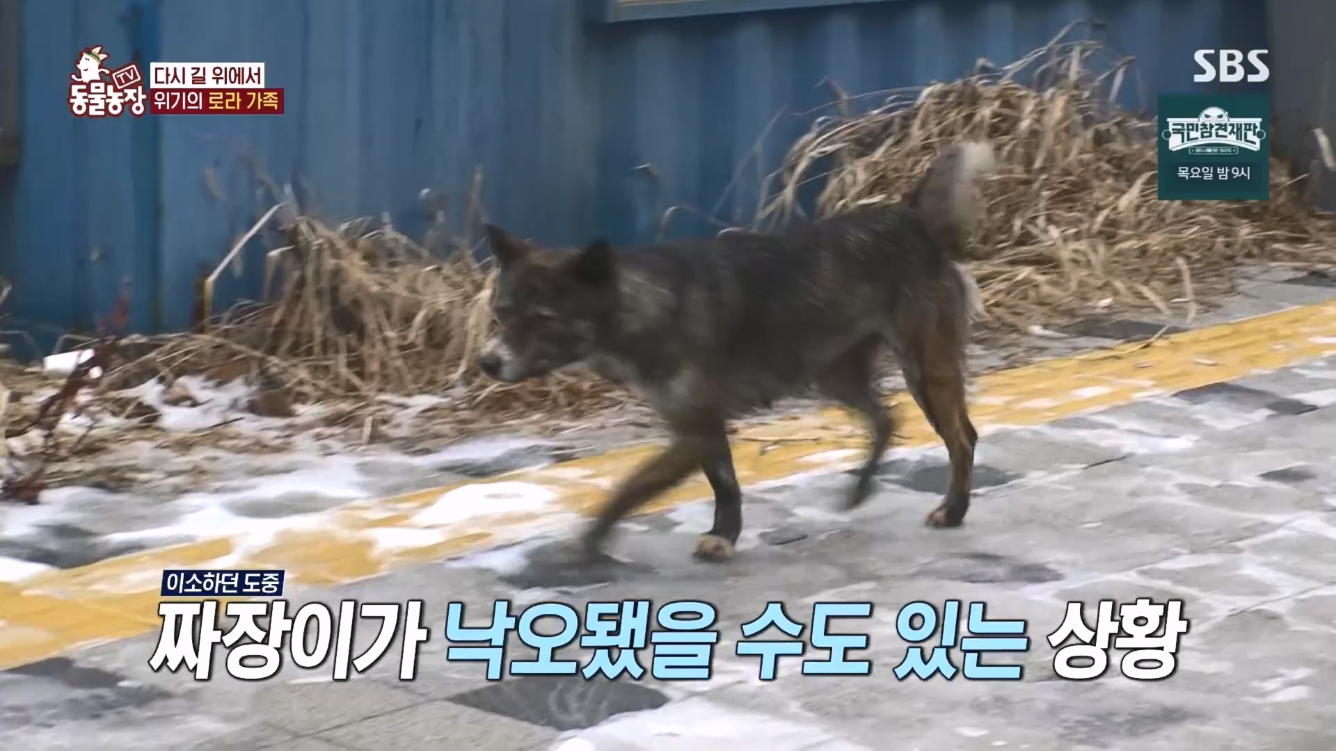 TV 동물농장.E1160.240225p.H264-F1RST.mp4_20240225_165122.185.jpg