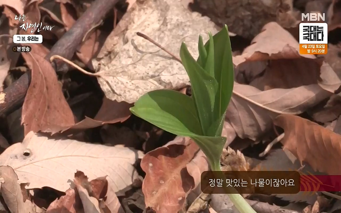 나는 자연인이다.E498.220421p-NEXT.mp4_20220421_184051.506.jpg