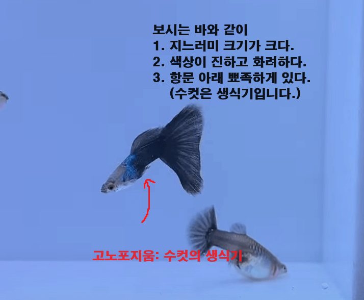 구피 암수 구별하는 방법