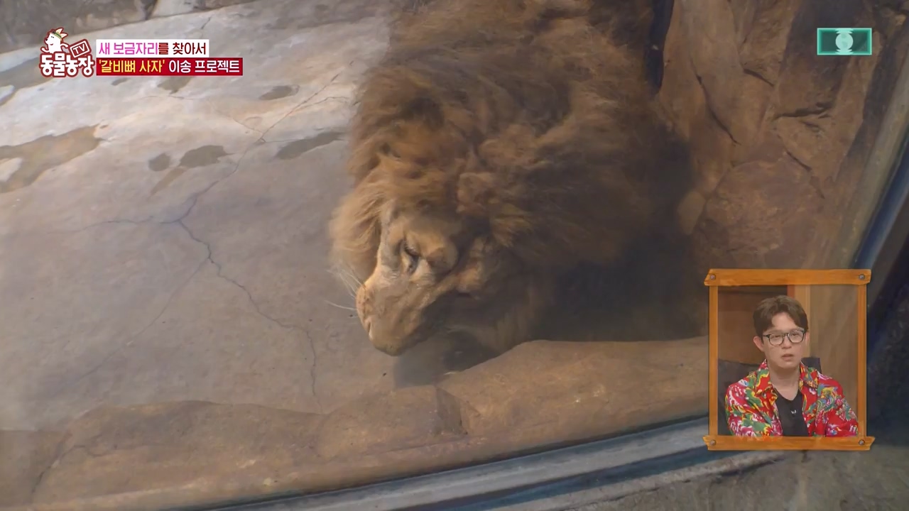 TV 동물농장.E1131.230731p-NEXT.mp4_20230730_191001.638.jpg