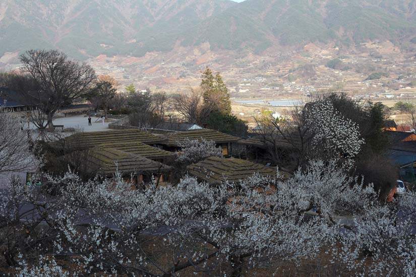 최참판댁 매화